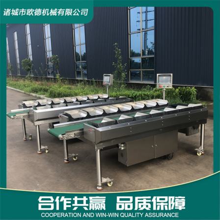 Multi station weight combination weighing machine with stable performance for high-precision quantitative weighing of sea cucumber, abalone, and scallop