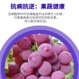 Belkon Phosphorous acid promotes flower bud differentiation, promotes flower and fruit, and can control flourishing flower and fruit trees