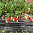 Miao Xiang Strawberry Seedling Dwarfing and Dense Planting Landscape Planning, Green and Beautiful Leaves, Used for Greening on Construction Sites