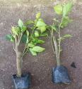 Water red triangular plum small seedlings, red flower bag seedlings, four season cup seedlings, various specifications of cutting seedlings