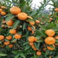 Red heart orange seedlings have advantages in early fruiting, high yield, and disease free product performance. The taste is good, fragrant, and sweet