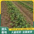 Snow White Strawberry Seedling Orchard Planting Source Manufacturer Watering Sterilization Lufeng Gardening