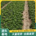 Cultivation and Use of Fragrant Berry Strawberry Seedling Picking Base Source Factory Results of the Year in Lufeng Horticulture