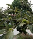 Chestnut seedlings with straight and sturdy stems and well-developed roots can survive and thrive in agriculture after transplantation