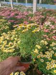 Wooden Chrysanthemum, Margaret Flower Seedlings, Potted Candy, Daisy, Daisy, Ji Xiaoju, Balcony, Garden, Potted Plants