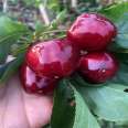 Potted cherry trees planted in the ground, Russian cherry seedlings, fruit seedlings, new varieties, new Chinese seedlings