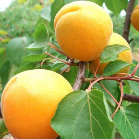 Wholesale grafting of apricot trees in the southern and northern regions of the base, easy to grow seedlings, Kate apricot tree seedlings
