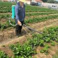 Cultivating Red Strawberry Seedlings at Lufeng Seedling Base and Performing Sterilization Treatment After Rain