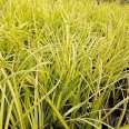 Supply of Golden Leaf Stone Acorus Seedling Aquatic Plant Ornamental Grass at Snory Cultivation Base