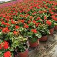 Bedroom balcony ornamental flowers, geranium seedlings, potted multi-color flowers, shipped in pots