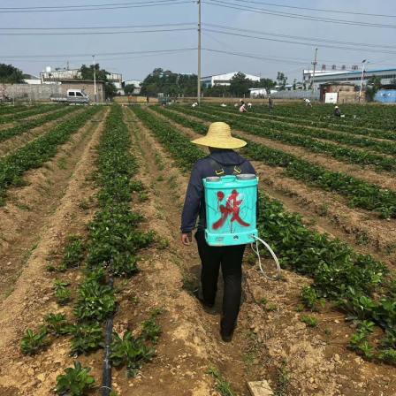 Cultivating Red Strawberry Seedlings at Lufeng Seedling Base and Performing Sterilization Treatment After Rain