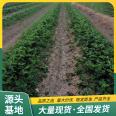 Jingxiang Strawberry Seedling and Fruit Seedling Base Cultivation and Utilization Strength Factory with Pot and Soil, Lufeng Horticulture