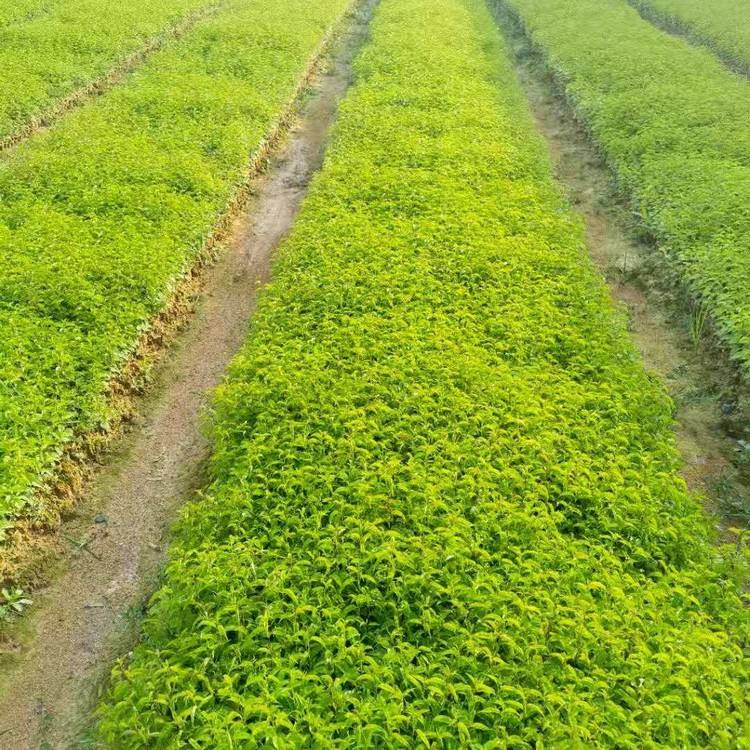 Wholesale of Plum Blossom Seedlings and Trident Bitter Seedlings in Guangdong Hundred mu Trident Bitter Seedlings Growing region