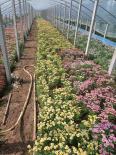 Wooden Chrysanthemum, Margaret Flower Seedlings, Potted Candy, Daisy, Daisy, Ji Xiaoju, Balcony, Garden, Potted Plants