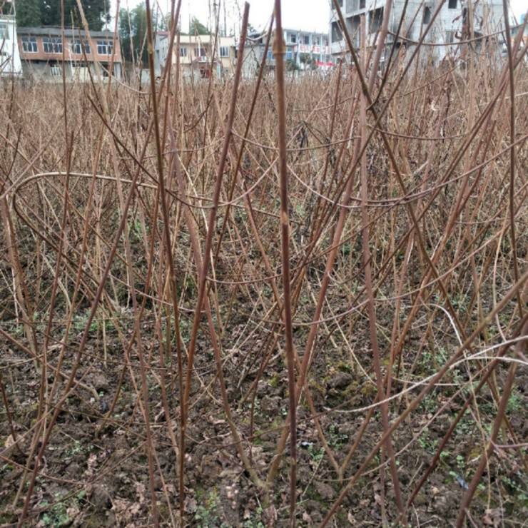 More than ten years of experience in seedling cultivation under the full process technical guidance of directly producing stinky yellow wattle seedlings in the production area