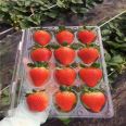 Xinzhong Seedlings Sell Cream Strawberry Seedlings, Fruit Sweetness, High Hardness, Good Transportation Tolerance, Red Strawberry Seedling Base