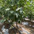 3cm cherry tree, 2cm Loyali cherry seedlings, dwarf new variety, new medium seedlings