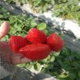 Introduction to the Advantages and Disadvantages of Strawberry Seedlings with High Soluble Solids and Cold Tolerance in Miaoxiang 7