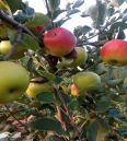 Domestic late maturing apple seedlings with large national light and small national light, suitable for sour and sweet storage, and delicious taste