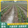 Cultivation of Red Strawberry Seedling Picking Base Using Flower Bud Differentiation Early LF293 Lufeng Horticulture