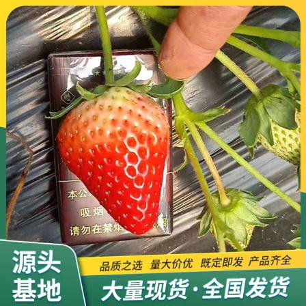 Cultivation and Use of Jingxiang Strawberry Seedling and Fruit Seedling Base Results of the Year LF666 Lufeng Horticulture