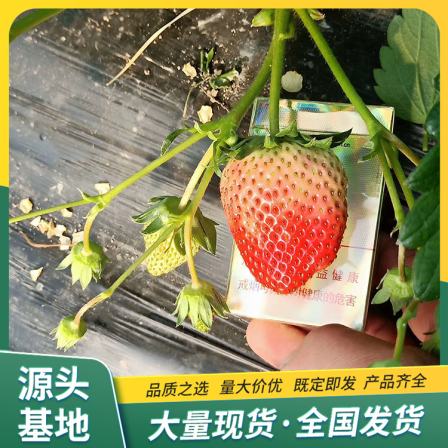 Wholesale use of fragrant strawberry seedlings for potted cultivation, flower bud differentiation, early LF1243, Lufeng Horticulture