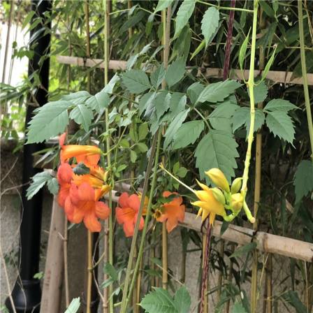 3cm Lingxiao flower seedlings and fruits are oily, shiny, and have a fast growth rate. The greening varieties on the construction site are growing faster