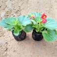 Four Seasons Begonia Seedling Flowering Period from March to December Perennial Greening Rental Ornamental Potting