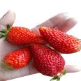 Land Strawberry Seedlings Sweet Charlie Yield High Speed Frozen Cut Ding Deep Processing Long Term Supply