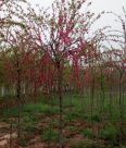 Dropping branch green peach with 1.5 meters branching points, red and white flower varieties, mostly formed by spring grafting for two years