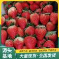 Snow White Strawberry Seedling and Fruit Seedling Base Cultivation and Use Strength Factory Base Seedling Lufeng Gardening