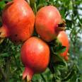 Pot planting and picking of soft pomegranate seedlings are convenient for cultivating pomegranate seedlings and bearing early and new seedlings