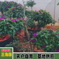 Wholesale of self-produced and self sold potted seedlings of Xinliao Sannong triangular plum varieties and pictures