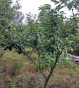 Chestnut seedlings with straight and sturdy stems and well-developed roots can survive and thrive in agriculture after transplantation