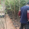 Sharing of Planting Technology for Quality Assurance in the Production Area of Evening Cherry Seedling Nursery Supplied by the Self operated Base of the Nursery Cooperative