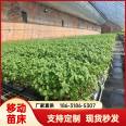 The specifications of galvanized mesh seedling facilities for watermelon seedling cultivation in mobile seedbed and sunlight greenhouse can be customized