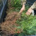 On the same day of seedling emergence, the fast-growing Chinese fir seedlings have developed root systems and survived for many years, with complete specifications and high quality