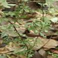 Wholesale of fragrant tea in the production area. Small seedlings with developed rooting systems and high survival standards, complete and complete