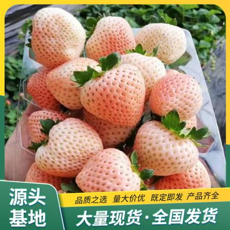 Snow White Strawberry Seedling Picking in Greenhouse Source Factory Roots Developed Lufeng