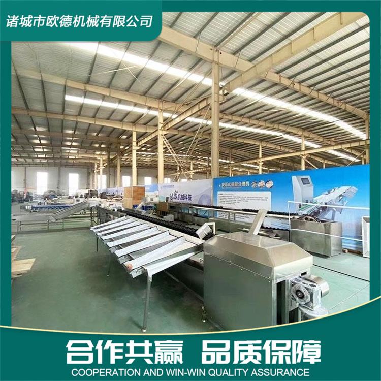 Fruit sorting machine avocado weight classifier dragon fruit mango apple citrus fruit selection equipment