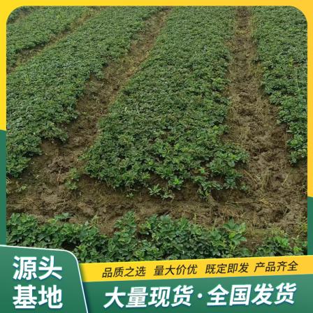 Snow White Strawberry Seedling Picking in Greenhouse LF611 Lufeng Gardening with Pot and Soil