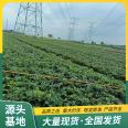 Picking of Red Strawberry Seedlings in Greenhouse Using Source Factory with Pots and Soil for Lufeng Horticulture