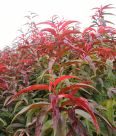 Dropping branch green peach with 1.5 meters branching points, red and white flower varieties, mostly formed by spring grafting for two years