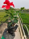 Shuangjing Horticulture 18-180 cm Big Red Flower Fusang Base provides a large supply of various ground cover plants