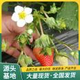 High Survival Rate of Fragrant Berry Strawberry Seedlings for Sightseeing Agricultural Picking LF719 Lufeng Horticulture