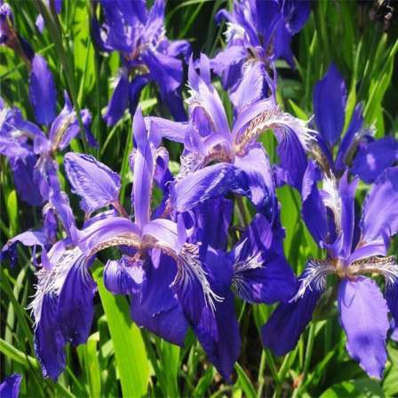 Iris saplings for greening, aquatic plants, perennial cold resistant flowers, wetland ornamental plants