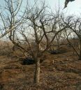 Sour pomegranate seedlings have strong resistance to wind and sand, strong early fruiting ability, market advantage, thin skin, multiple flesh, and thick juice in the mouth