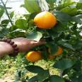 Red heart orange seedlings have advantages in early fruiting, high yield, and disease free product performance. The taste is good, fragrant, and sweet