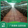 Qingcheng Agricultural New Vegetable Planting Morchella Mushroom Shelter with Oxidation Resistance, Wind Resistance, and Earthquake Resistance