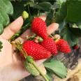 Angel strawberry seedlings are resistant to cold and drought, and are not prone to cracking. Planting and video technology submission materials